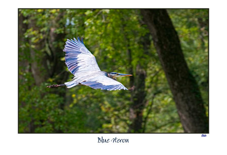 Blue Heron Glide