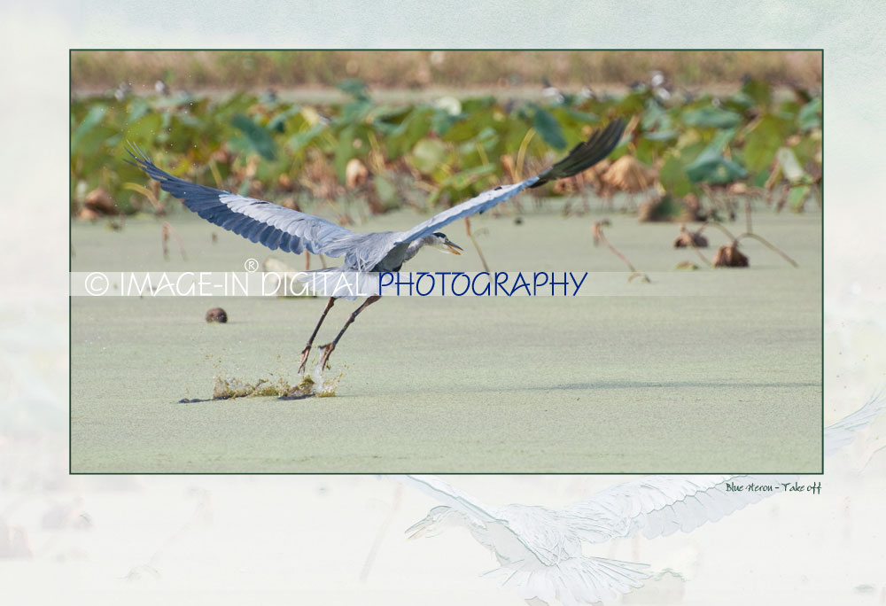 Blue Heron - Take Off