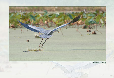 Blue Heron Take Off