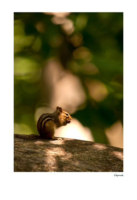 Chipmunk