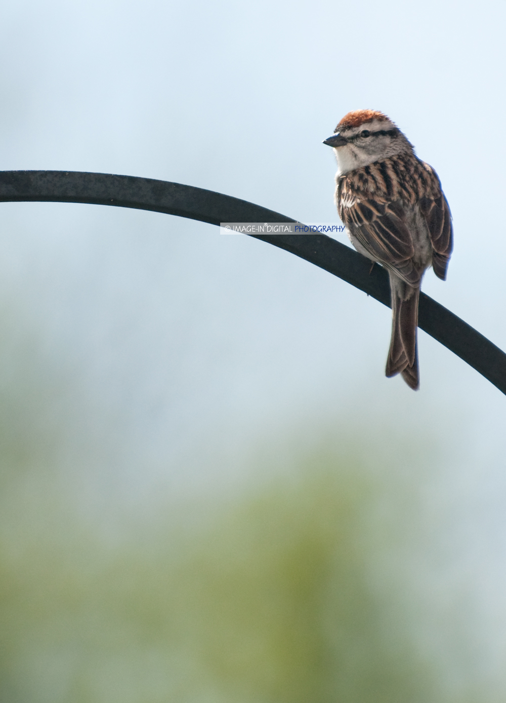 Chipping Sparrow