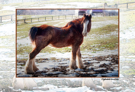 Clydesdale