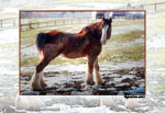 Clydesdale in Winter