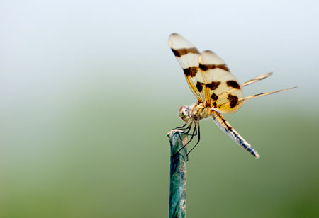 Dragonfly Perched