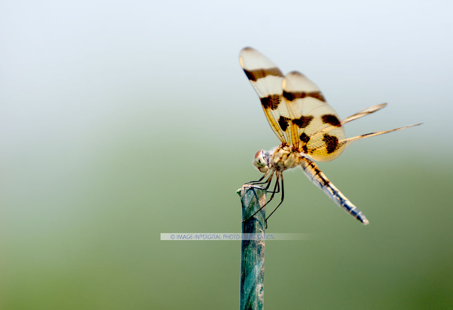 anfly Perched