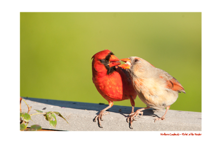 Flirtin' at the Feeder