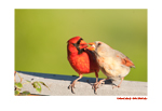 Flirtin at the Feeder