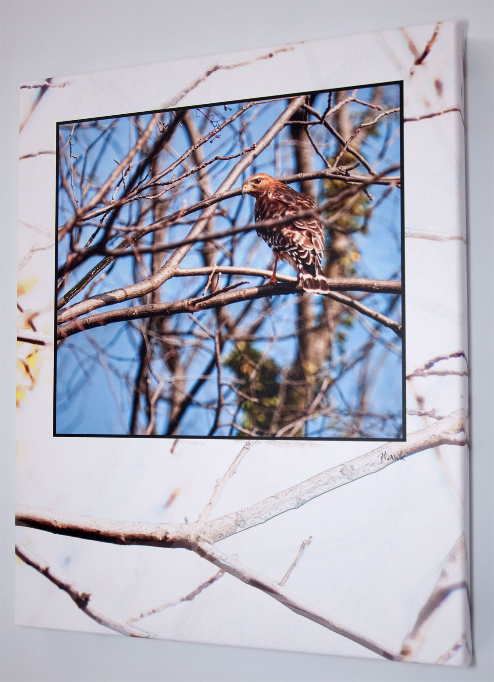 Hawk Gallery Wrap