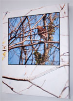 Hawk Gallery Wrap
