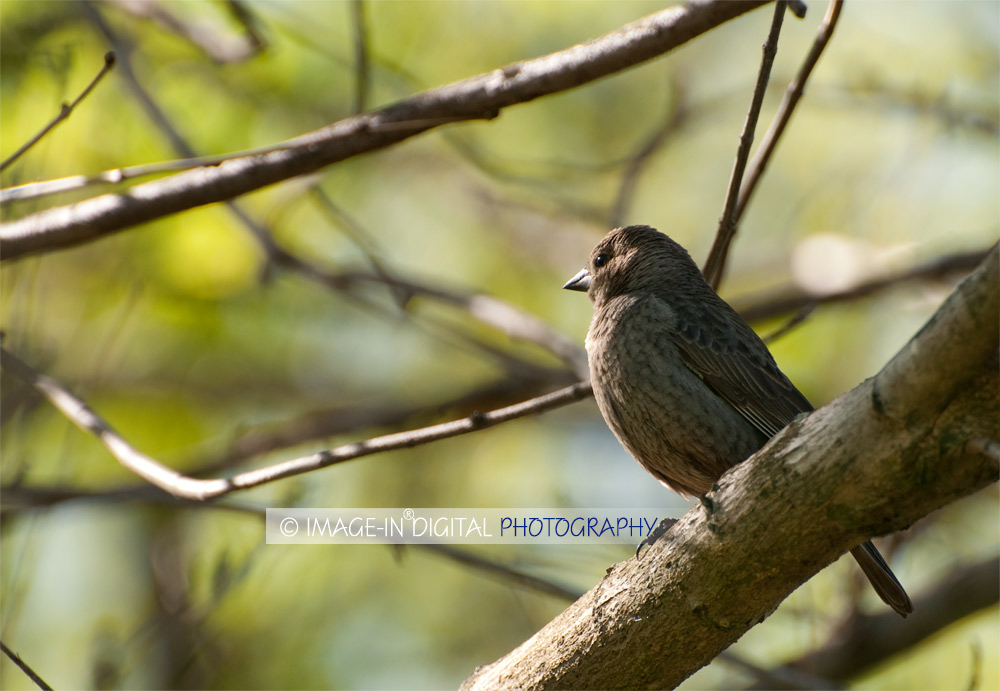 Female Finch