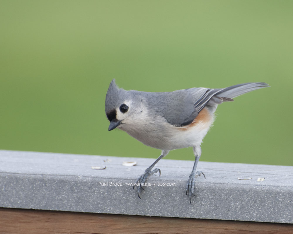 Tufted Titmouse