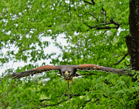 Harris Hawk