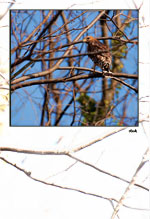 Hawk