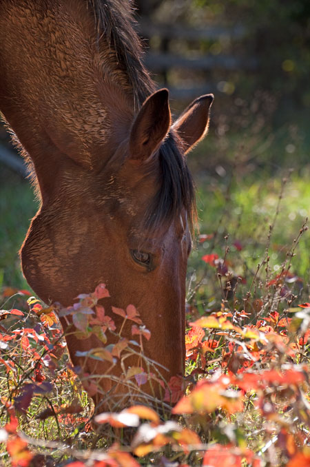 Horse in Autumn