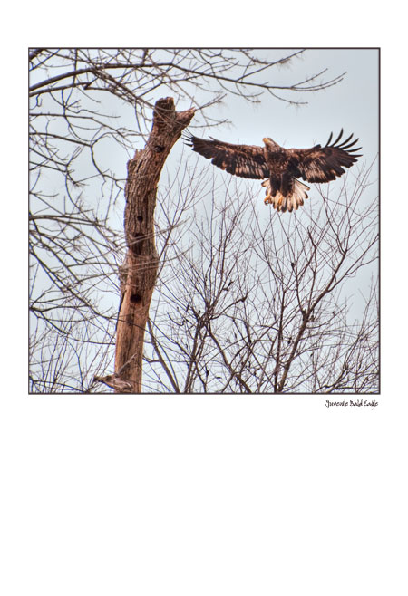 Juvenile Bald Eagle