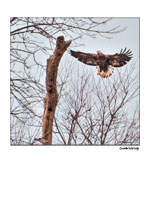 Juvenile Bald eagle