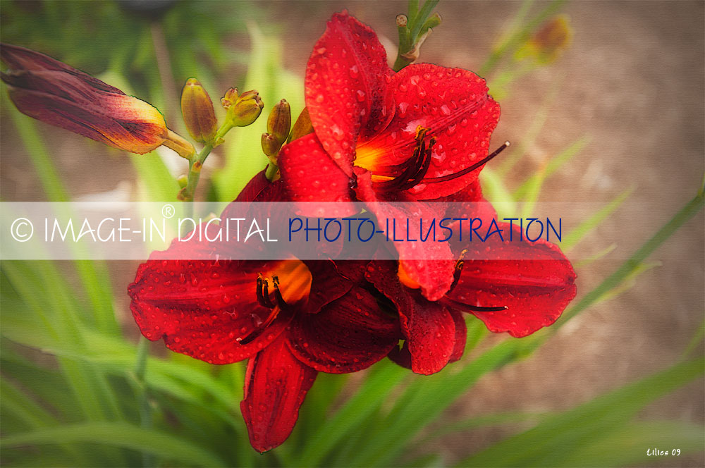 Day Lily Photo-Illustration