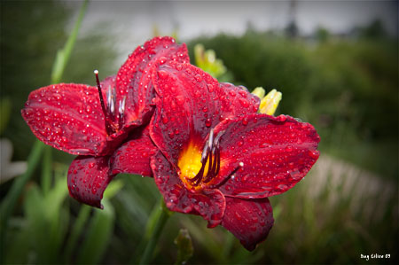 Day Lilies