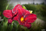 Day Lilies