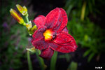 Day Lily