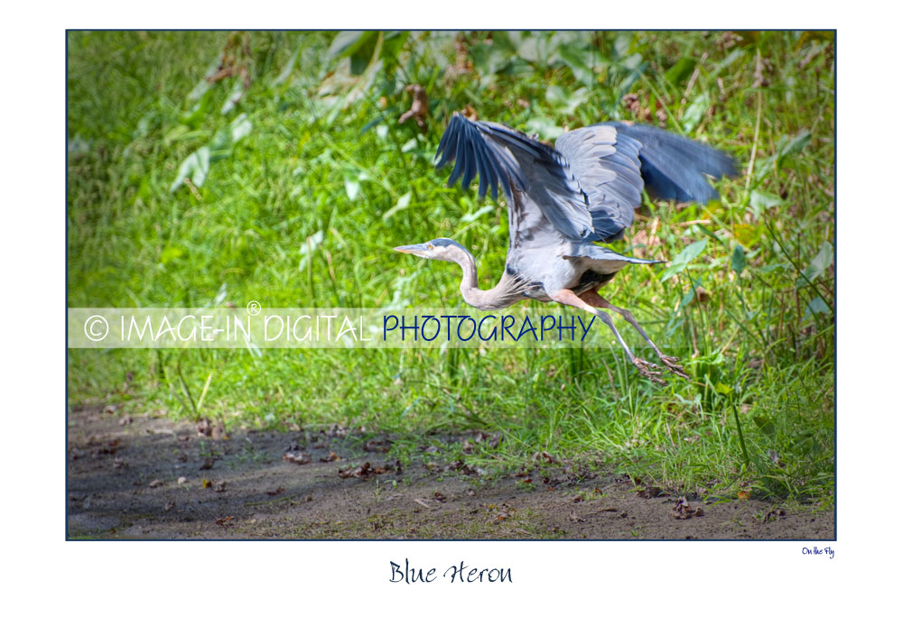 Blue Heron - On the Fly