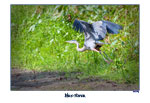 Blue Heron-On the Fly