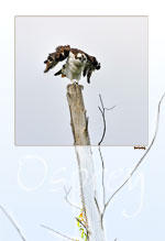 Osprey, Just Looking