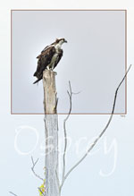 Osprey