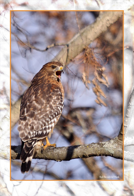 Red Shouldered Hawk