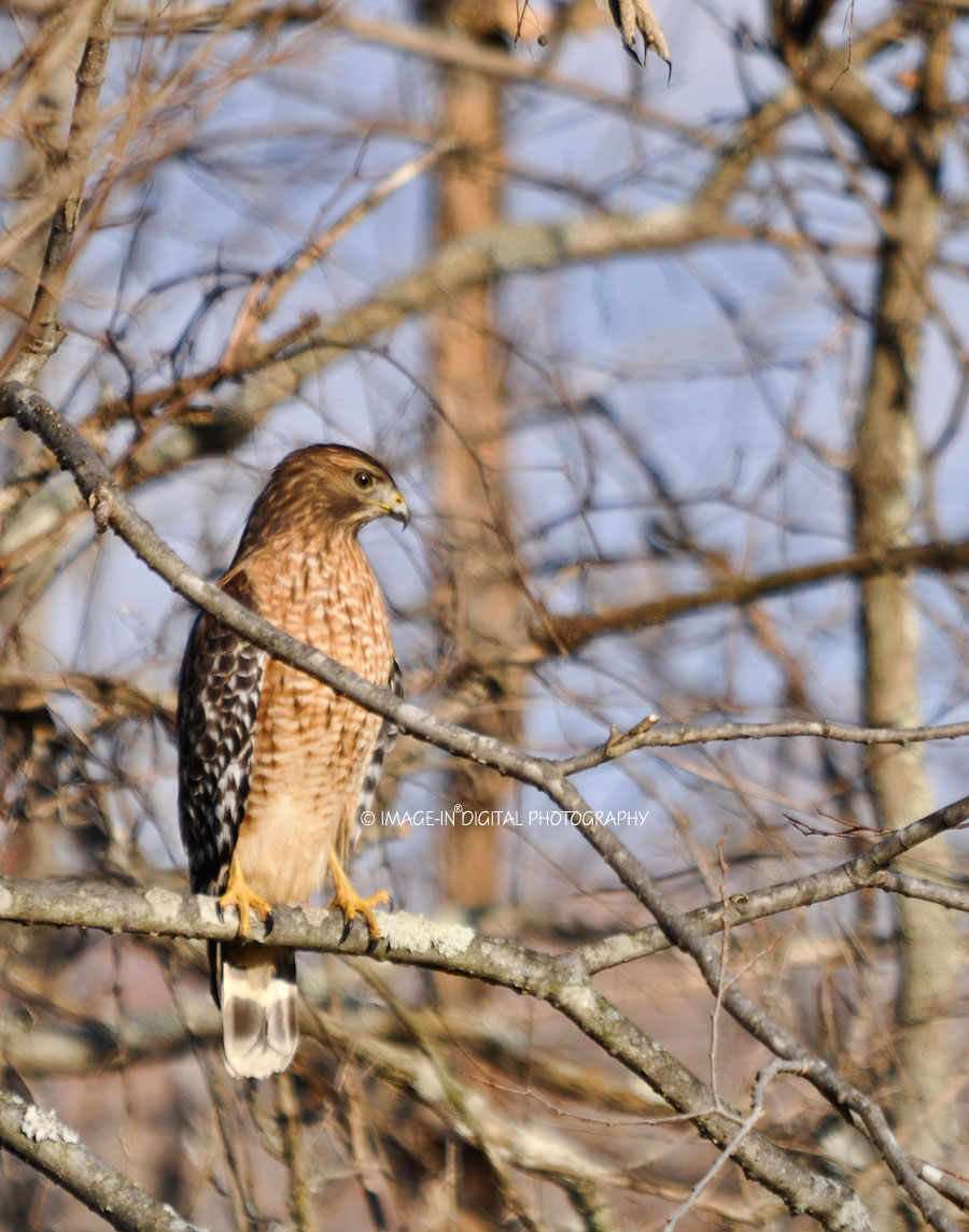 Red-shouldered Hawk Picture