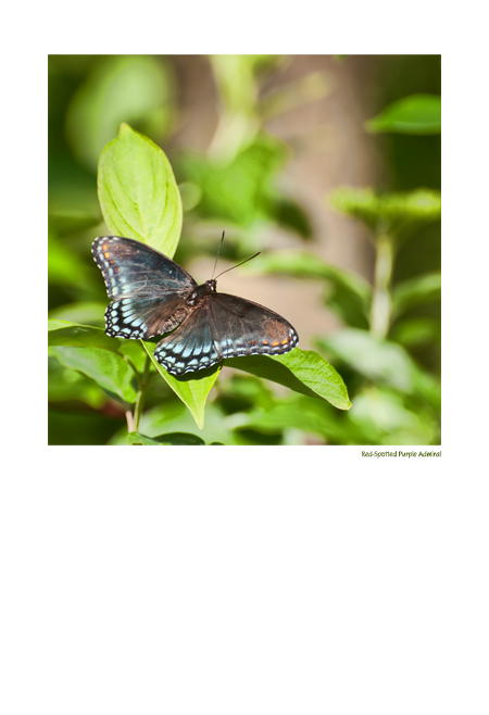 Red-Spotted Purple Admiral