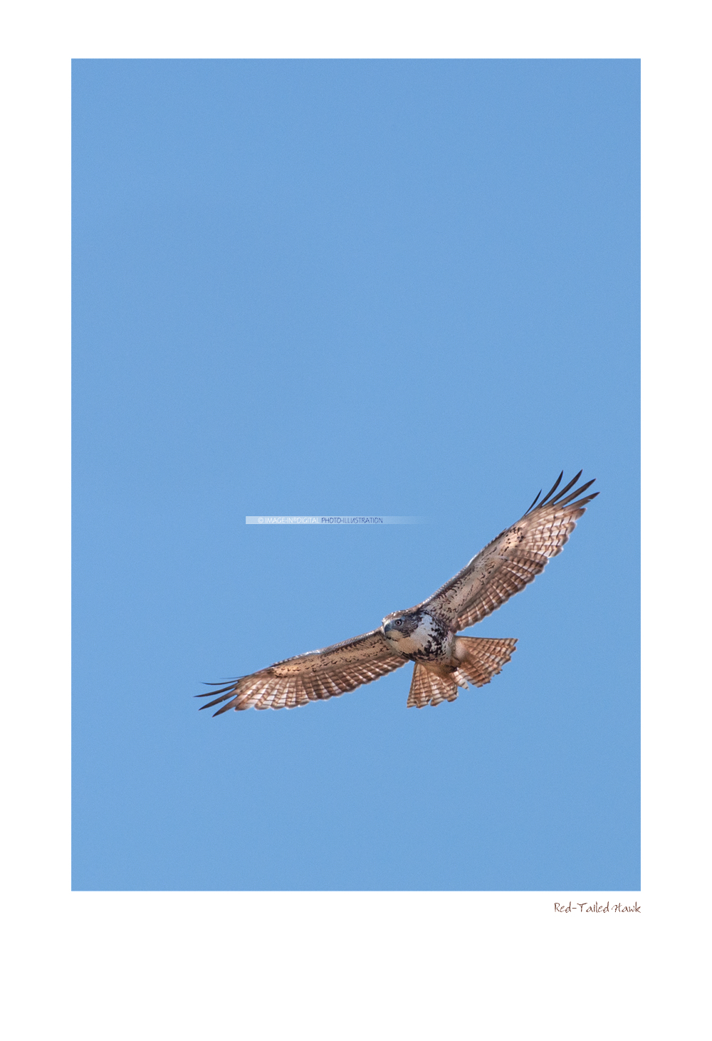 Red-Tailed Hawk