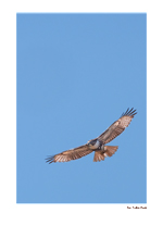 Red-Tailed Hawk II