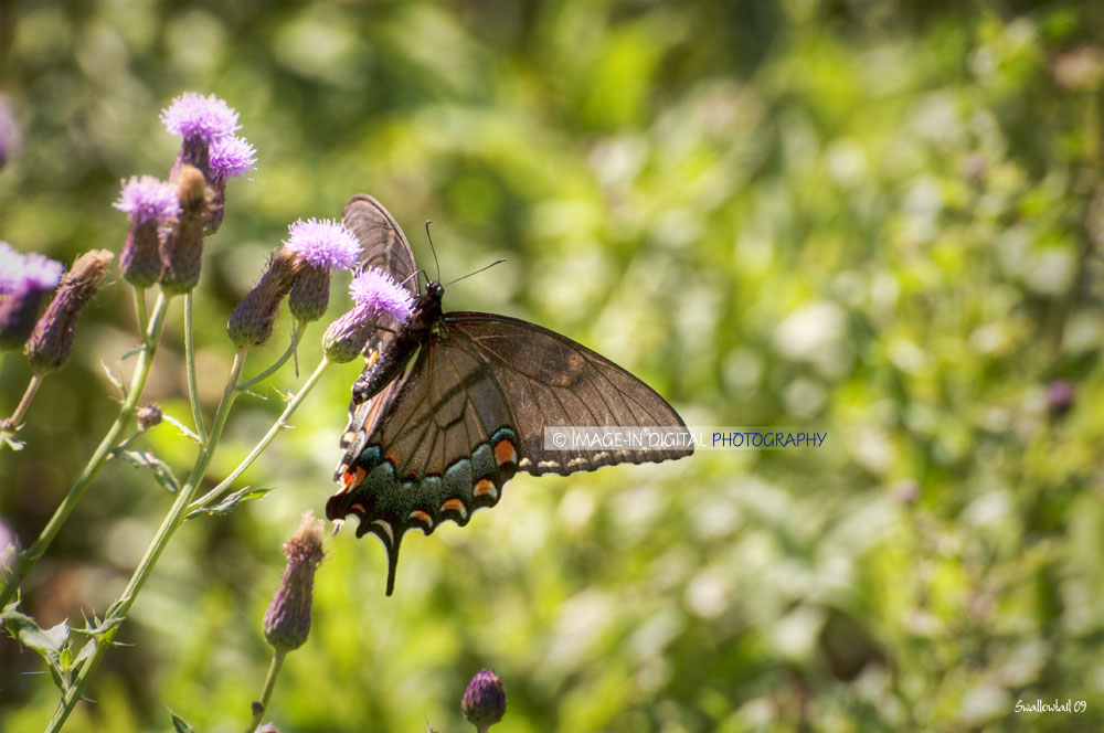 Swallowtail