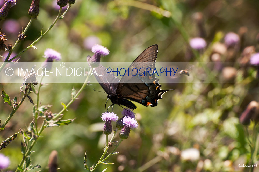 Swallowtail ii