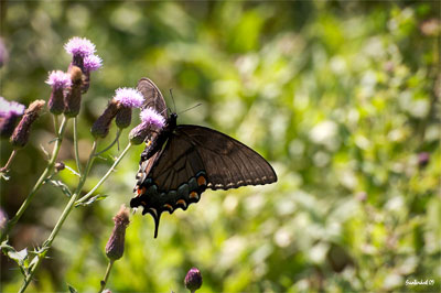 Swallowtail