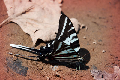 Zebra Swallowtail