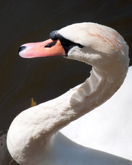 Swan