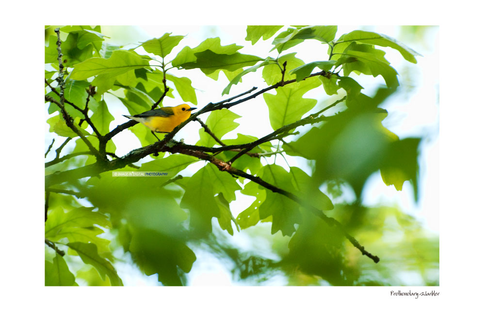 Prothonotary Warbler