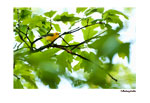 Warbler