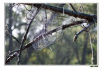 Crystalline Web